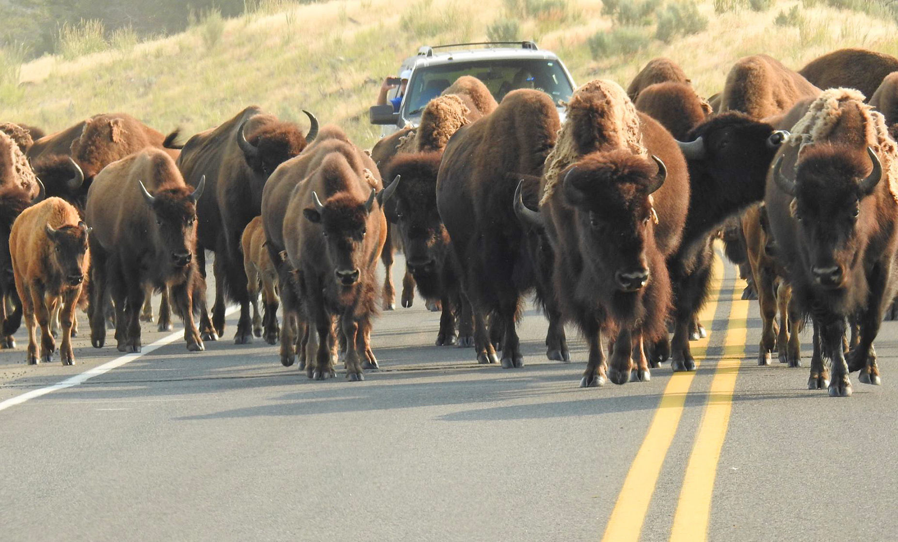 Bison jam